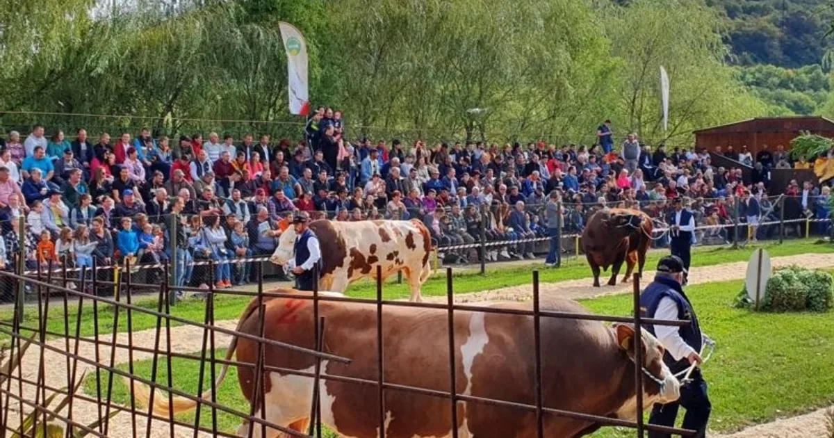 Woernitz a câștigat titlul de Mister Parada Taurilor la Sângeorgiu de Pădure
