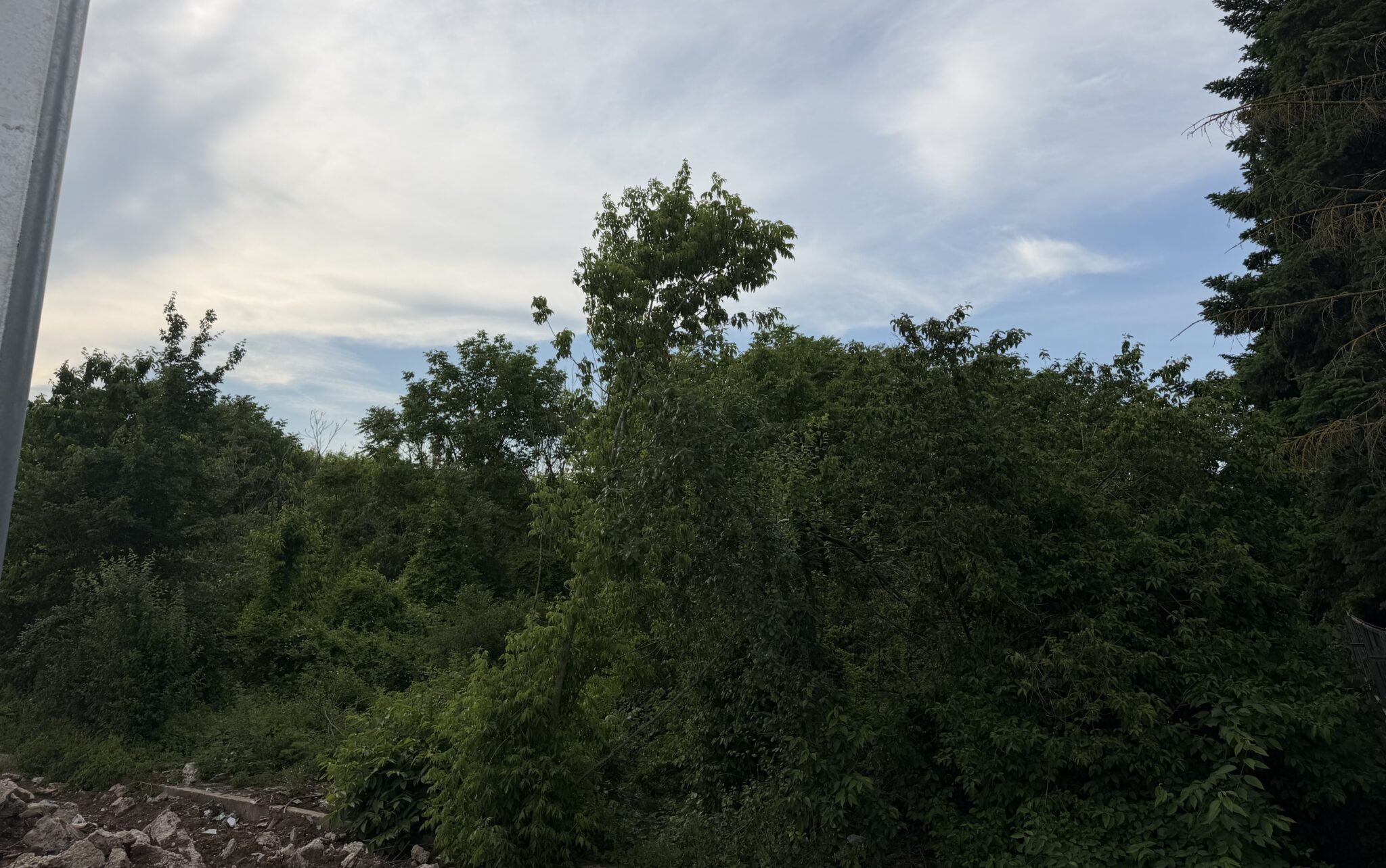 Probleme de mediu în amenajarea Parcului Serele Militare: sticla în sol afectează proiectul