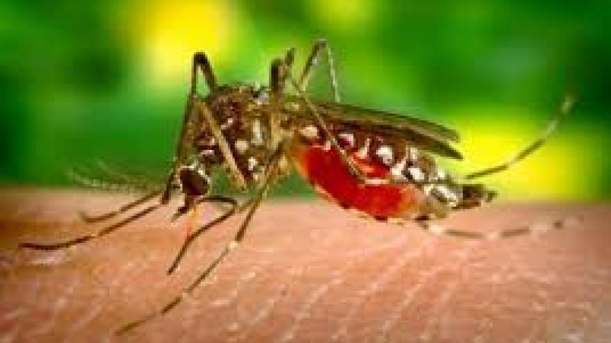 Alertă de sănătate în România: 117 cazuri de West Nile și 7 decese raportate de INSP