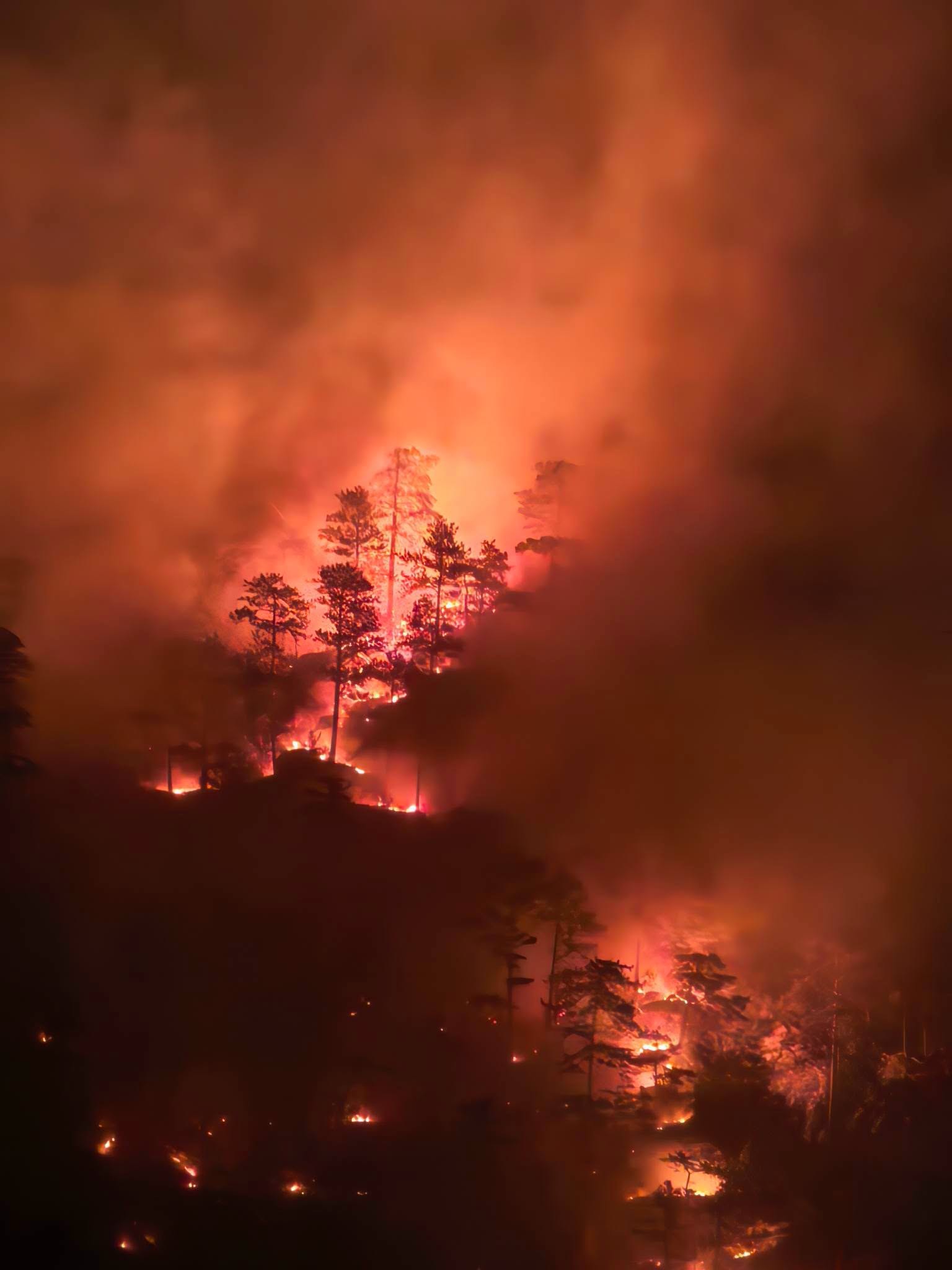 Intervenție masivă în Parcul Național Domogled pentru stingerea incendiilor de vegetație