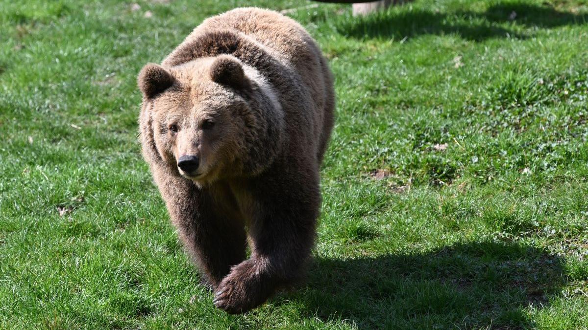 Noua lege a urșilor a intrat în vigoare: au fost stabilite cotele de vânătoare pe județe