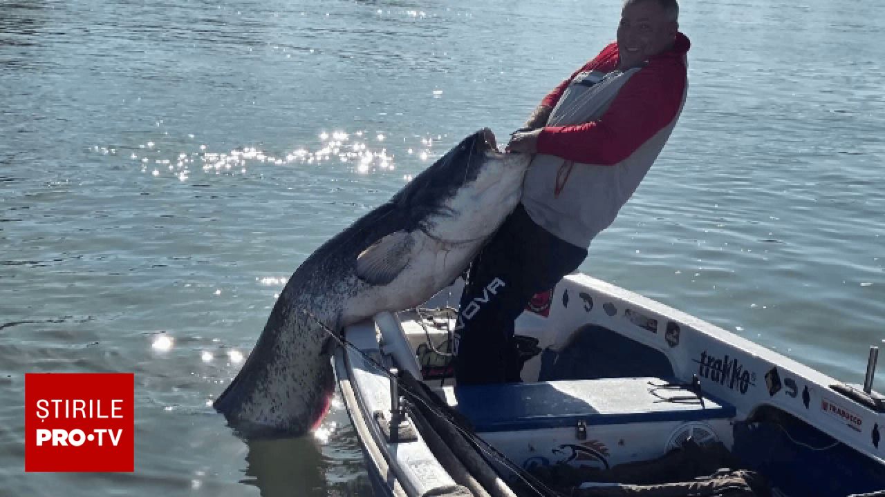 Captură impresionantă în Delta Dunării: un som de doi metri a fost prins de un pescar