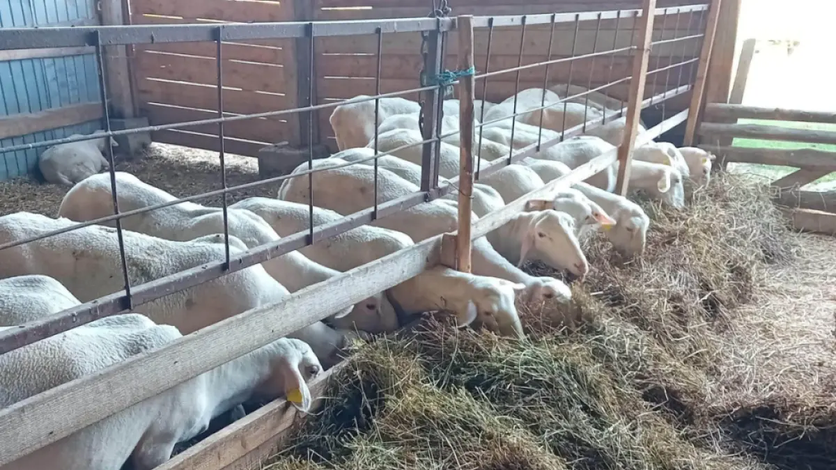 Exporturile de ovine din România vor fi reluate în maximum o lună, conform lui Daniel Buda