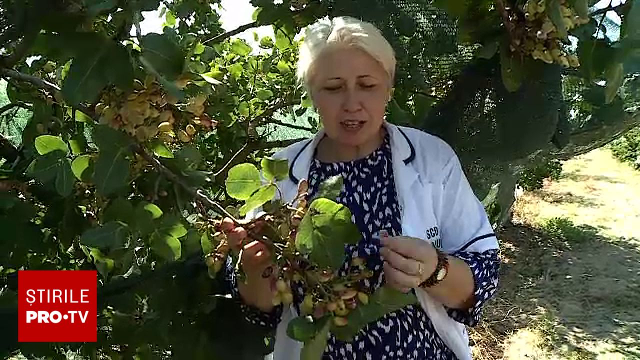Producția de culturi exotice a crescut cu 30% la Stațiunea de Cercetare Dăbuleni