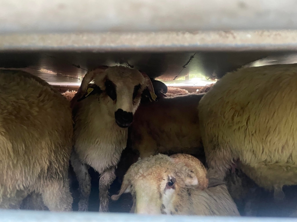 Animals International cere Guvernului trecerea de la exportul de animale vii la cel de carne procesată