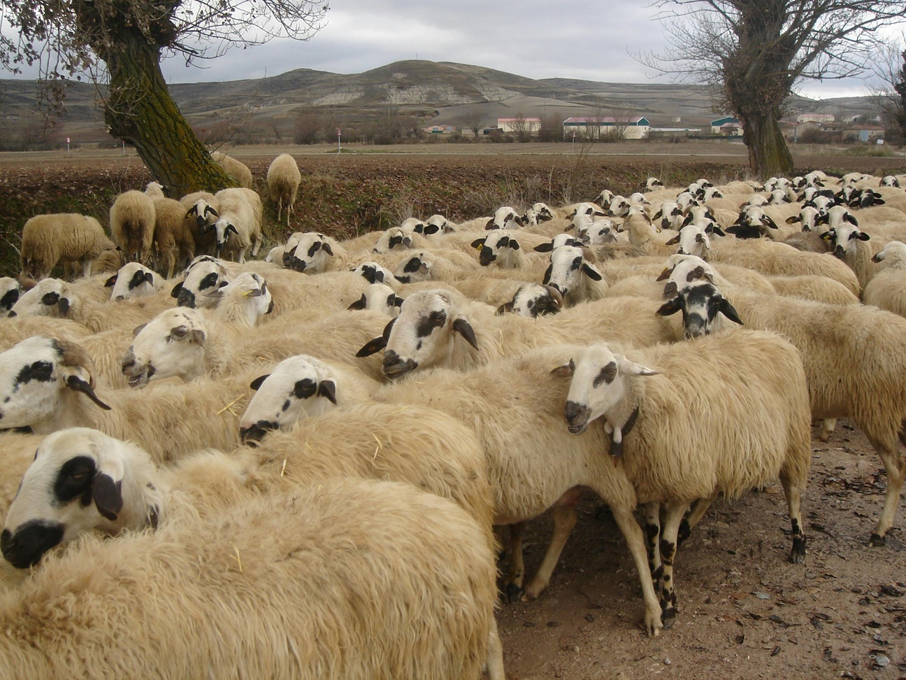 Reluarea exporturilor de produse animale către Libia: au fost semnate șase certificate sanitar-veterinare
