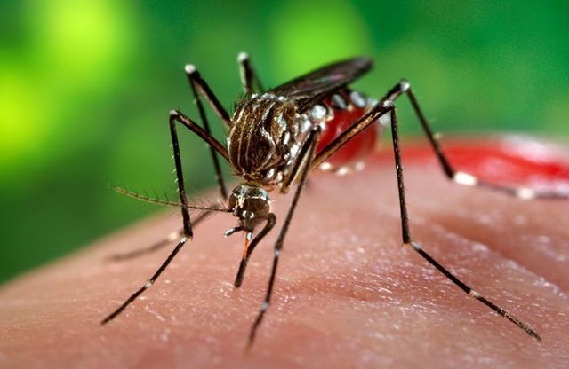 Institutul Național de Sănătate Publică anunță 121 de cazuri de West Nile și 8 decese în sezonul curent