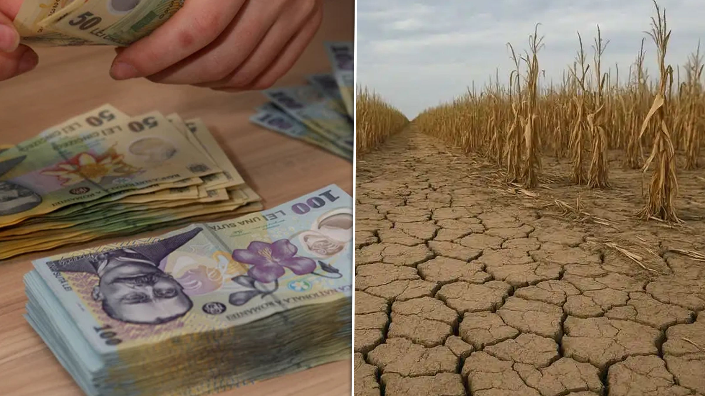 APIA oferă peste 155 de milioane de lei fermierilor afectați de secetă în 2025