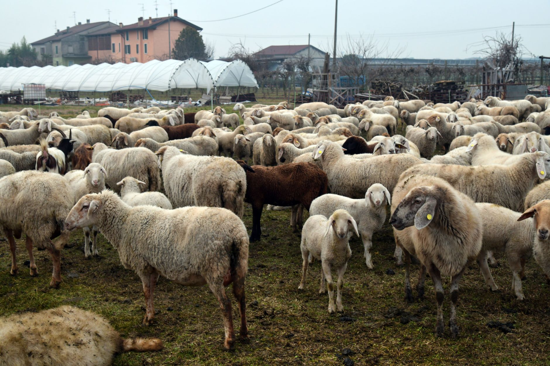 Tánczos Barna avertizează că vaccinarea oilor poate bloca exporturile pentru doi ani