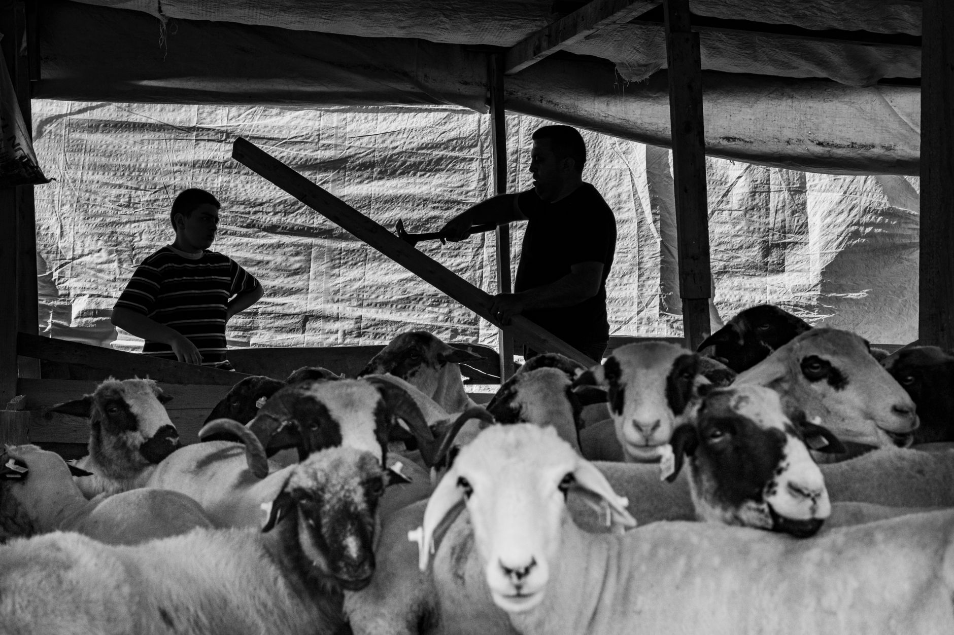 Florin Barbu despre consumul de carne de la animale bolnave și exporturile de animale vii