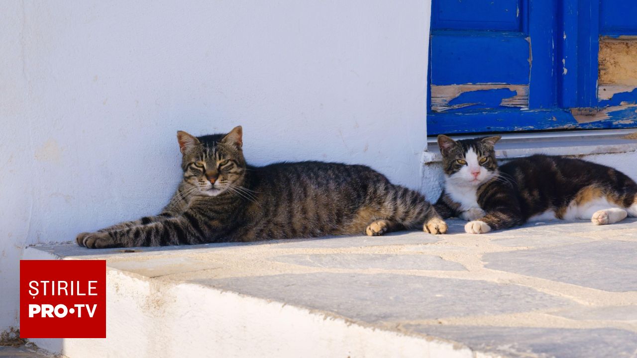 Riscul de infectare cu Giardia: Cum pot transmite pisicile de apartament un parazit periculos oamenilor