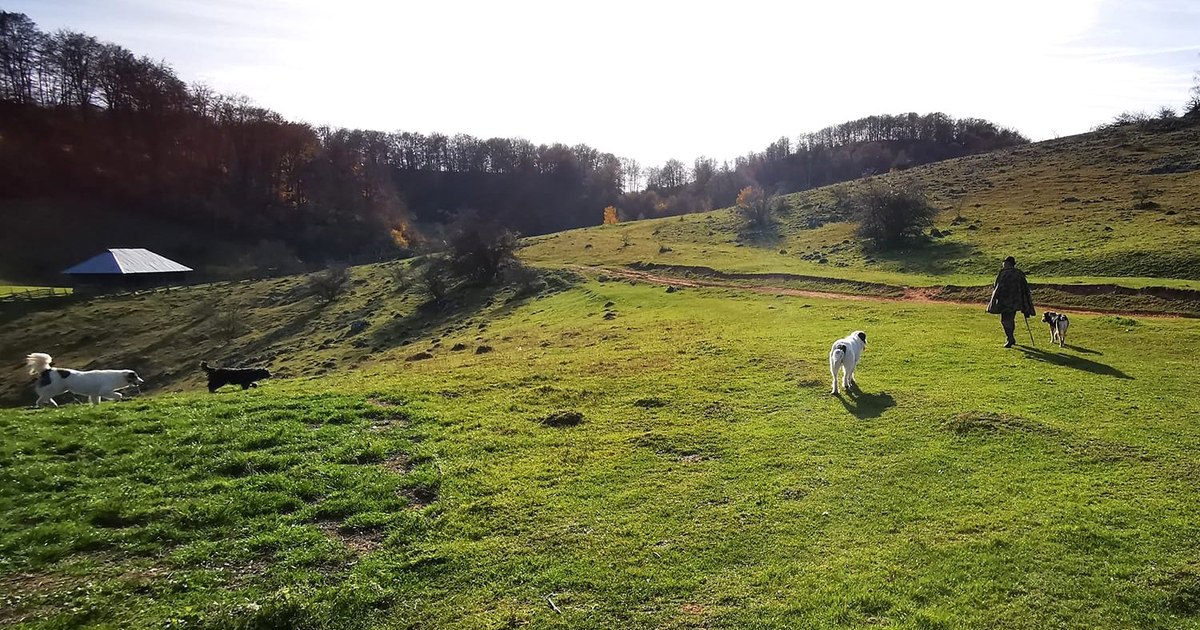 Atacuri violente cu animale sălbatice în Munții Șureanu: un bărbat rănit și animale ucise