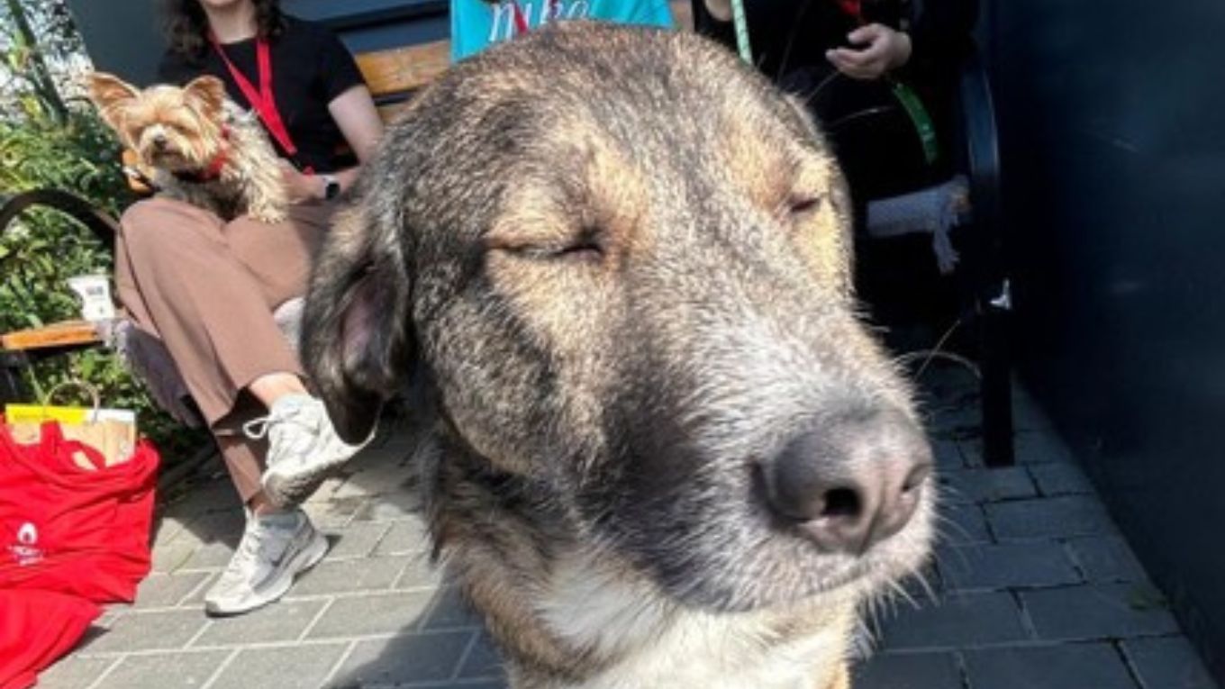 La Iași se pregătește lansarea unei bănci de sânge pentru animale, primul donator fiind un câine