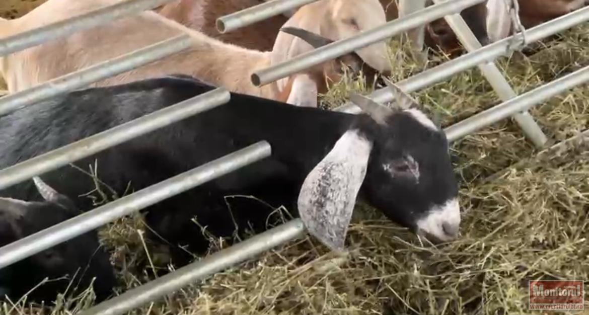 Cercetătorii de la Popăuți dezvoltă o nouă rasă de capre cu lapte mai gras și fără miros specific