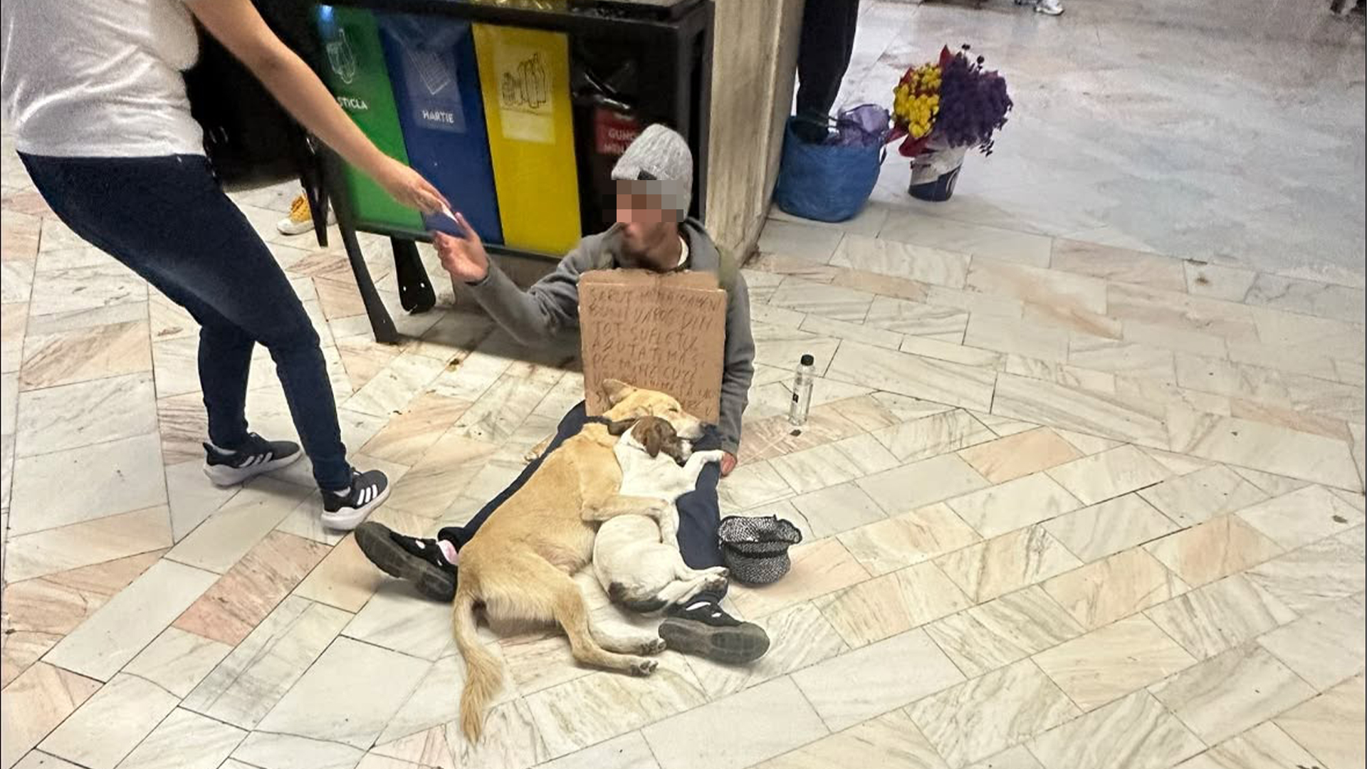 Suspiciuni de abuz asupra animalelor în București: un cerșetor este acuzat că sedați câinii pentru mila trecătorilor